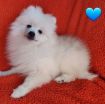 Fluffy Pomeranian Girl Looking For a Home photo 1