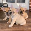 Quality French Bulldog Puppies. photo 1