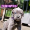 Gorgeous Cane Corso  puppies for sale photo 1