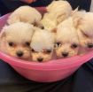 Beautiful Maltese Puppies For Sale photo 3