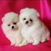 2 Beautiful Pomerania Kc Registered Ready photo 2