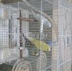 FREE; Colorful & Healthy Birds 2 Pairs with Cage photo 1