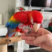 Healthy Scarlet Macaw Parrots Available For Sale photo 1