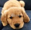 Golden retriever male puppy photo 2