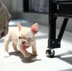 Quality French Bulldog Puppies. photo 3