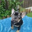 French Bulldog Puppies for sale photo 1