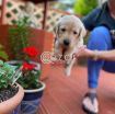 Labrador Puppies for sale photo 1