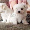 Micro Cute Teacup Maltese Puppies For rehoming photo 1