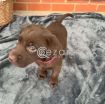 Chocolate Labrador Puppies available for sale. photo 1