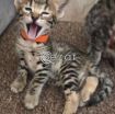 Beautiful F1 Savannah kittens Available photo 1