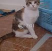 Cat for FREE adoption photo 1