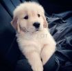 Golden retriever male puppy photo 1
