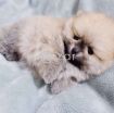 Beautiful Pomerania Puppies for free adoption photo 2