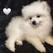 Fluffy Pomeranian Girl Looking For a Home photo 3