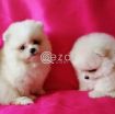 2 Beautiful Pomerania Kc Registered Ready photo 3