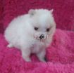 Pomeranian photo 1