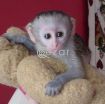 Capuchin, marmoset, squirrel and spider monkeys for sale photo 3