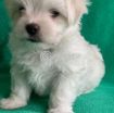 Outstanding Male and Female Maltese Puppies photo 7
