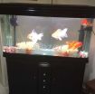 Fish Aquarium for Sale photo 1
