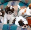 Awesome Teacup Shih Tzu puppies for sale photo 1