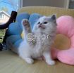 Ragdoll Kitten photo 1