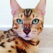 Bengal cat female photo 2