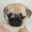 Beautiful Pug Puppies available now photo 2