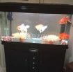 Fish Aquarium for Sale photo 2