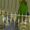 Budgie Birds male and female 1yr old photo 1