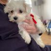 Outstanding Male and Female Maltese Puppies photo 3