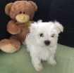Absolutely Cute Maltese Puppies photo 1
