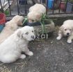Cute Golden Retriever Puppies. photo 3