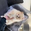 Beautiful Pomerania Puppies for free adoption photo 4
