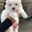 Maltese Puppies for adoption photo 1