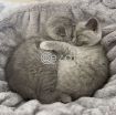 Scottish fold kitten photo 1