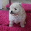 Pomeranian photo 4