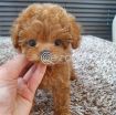 Poodle teacup puppy photo 1