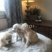 Cute Golden Retriever Puppies. photo 1