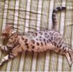 Bengal cat female photo 5