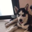 Husky dogs photo 1