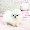 Charming Teacup Pomeranian puppies photo 1
