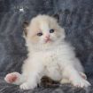 Ragdoll kittens for rehoming photo 1