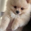 Beautiful Pomerania Puppies for free adoption photo 3