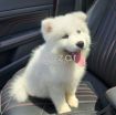 Samoyed Husky for Sale photo 3