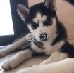 Husky dogs photo 3