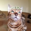 Bengal cat female photo 4