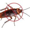 PEST CONTROL SERVICES photo 1