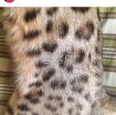 Bengal cat female photo 3