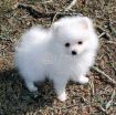 Teacup Pomeranian puppies available photo 1