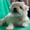 Outstanding Male and Female Maltese Puppies photo 4